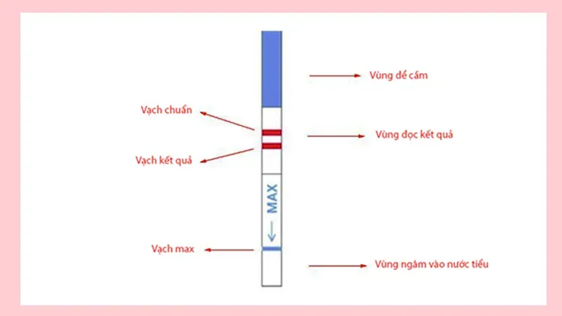 cách dùng que thử thai 4