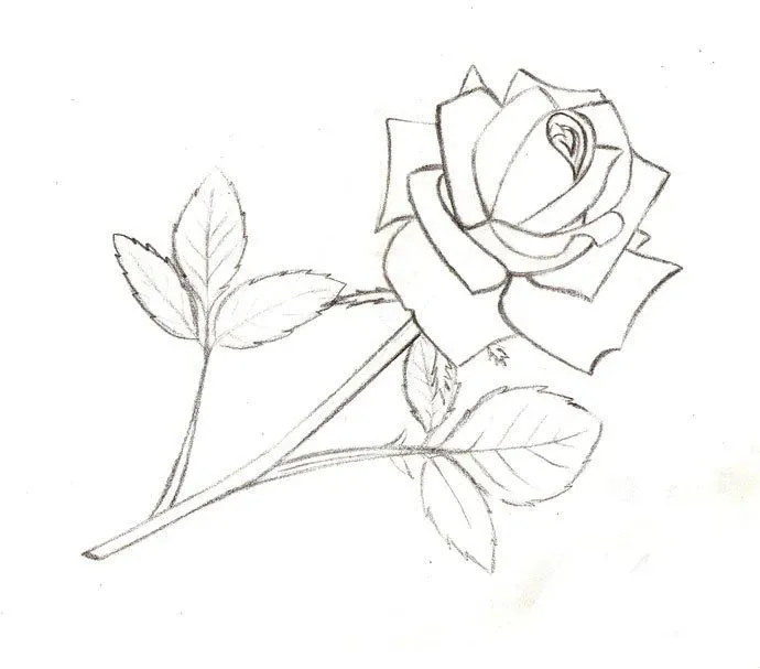 cách vẽ hoa hồng 1