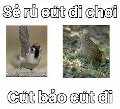 cút meme 24