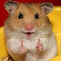 hamster meme 2