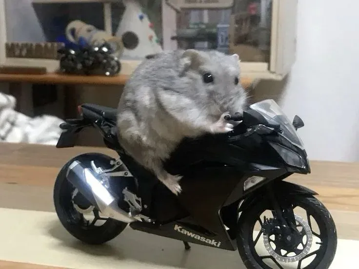 hamster meme 3