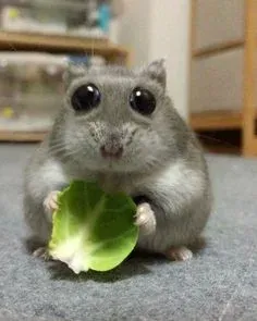 hamster meme 4