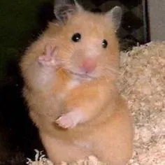 hamster meme 5