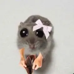 hamster meme 7