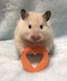 hamster meme 8
