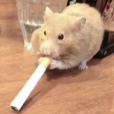 hamster meme 10
