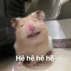 hamster meme 13