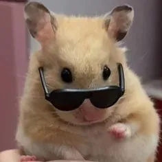 hamster meme 14