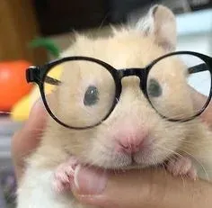 hamster meme 16