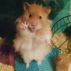 hamster meme 18
