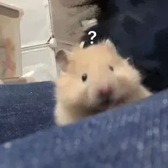 hamster meme 20