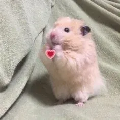 hamster meme 21