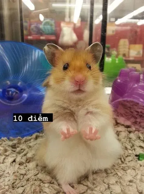 hamster meme 22