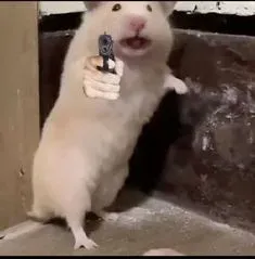 hamster meme 23
