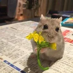 hamster meme 24