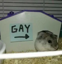 hamster meme 26