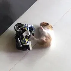 hamster meme 28