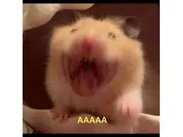 hamster meme 29