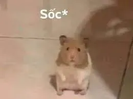 hamster meme 31