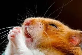 hamster meme 36