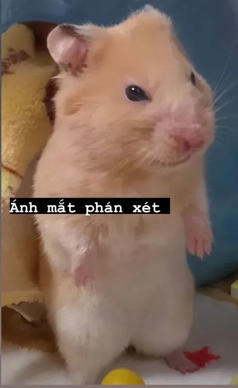 mặt meme 30