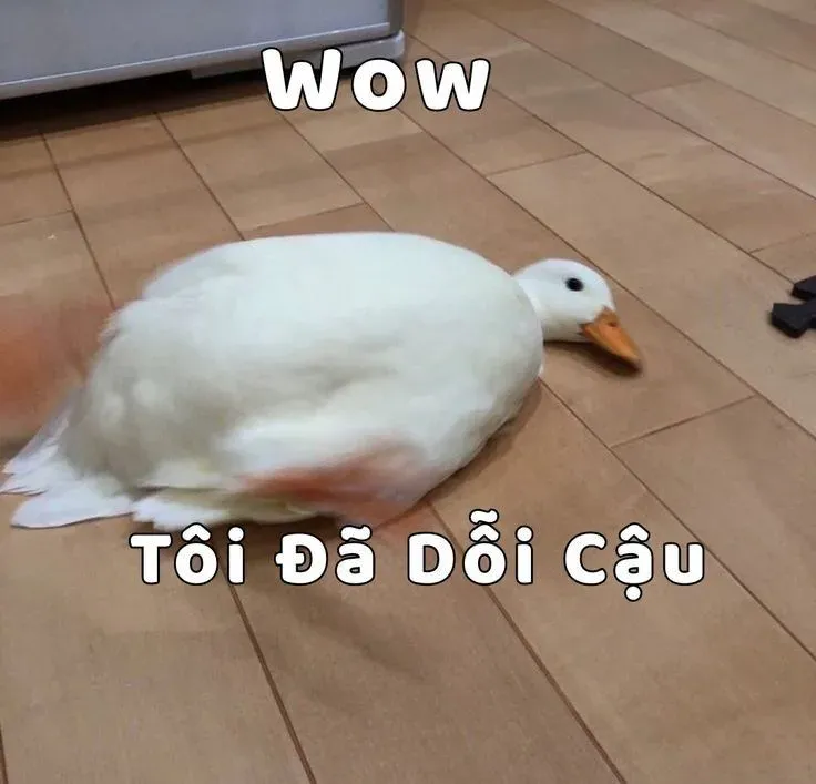meme ai biết gì đâu 3