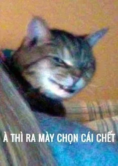 meme ai biết gì đâu 5