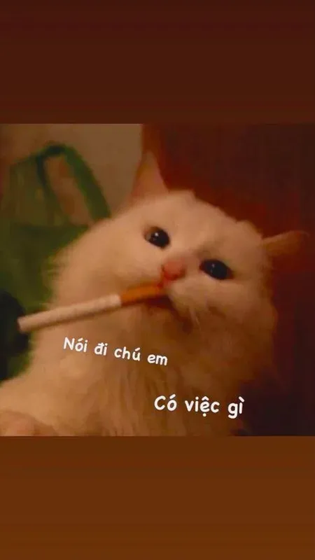meme ai biết gì đâu 13