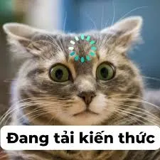 meme ai biết gì đâu 31