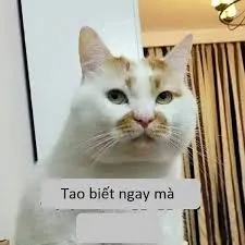 meme ai biết gì đâu 32