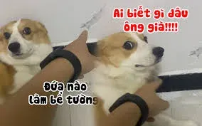 meme ai biết gì đâu 15