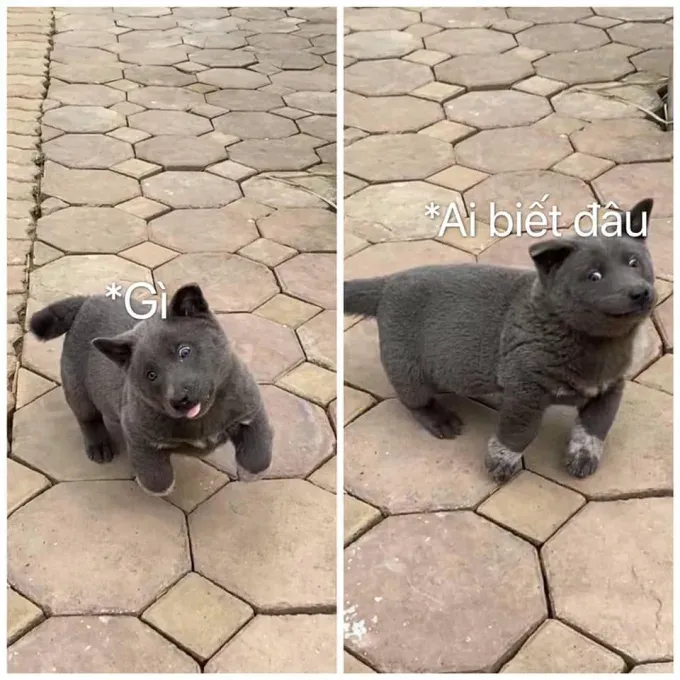 meme ai biết gì đâu 18