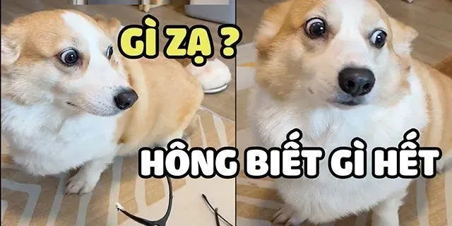 meme ai biết gì đâu 19