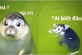 meme ai biết gì đâu 21