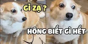 meme ai biết gì đâu 22