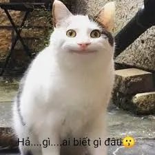meme ai biết gì đâu 33