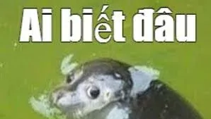 meme ai biết gì đâu 26