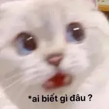 meme ai biết gì đâu 28