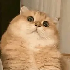 meme bất ngờ 20