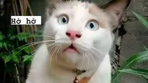 meme bất ngờ 34