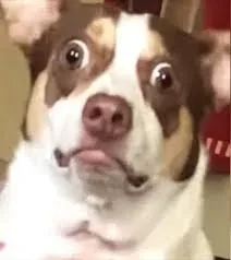 meme bất ngờ 28