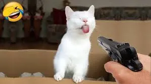 meme cầm súng 8