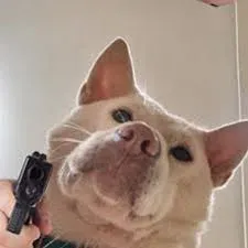 meme cầm súng 22