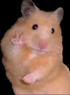 meme chào 9