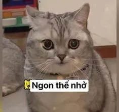 meme chào 15