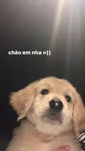 meme chào 26