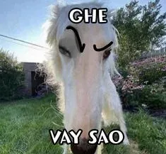 meme chê 5