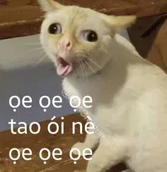 meme chê 17