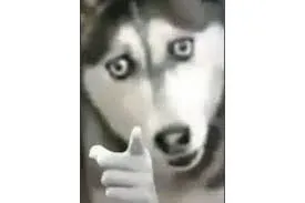 meme chỉ tay 29
