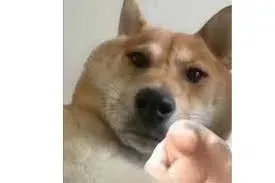 meme chỉ tay 35